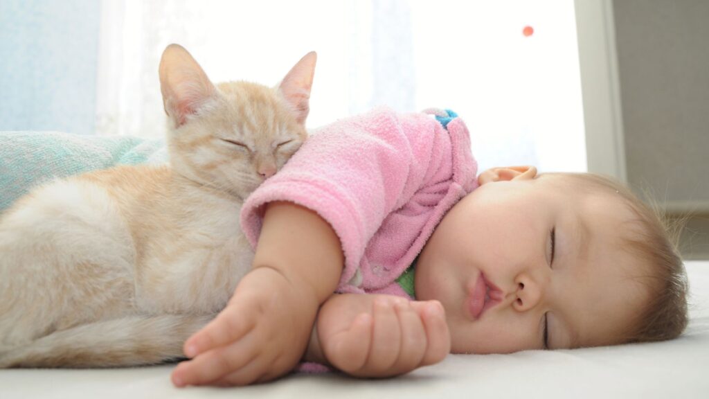 10 Raças de Gatos Perfeitas para Crianças!