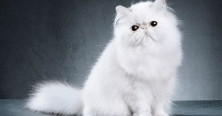 O Gato Persa