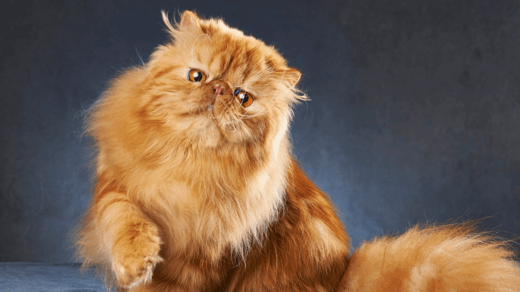 O Gato Persa
